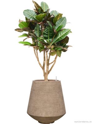 Croton (Codiaeum) variegatum 'Petra' in Colorado - Vaxtinredarna.se