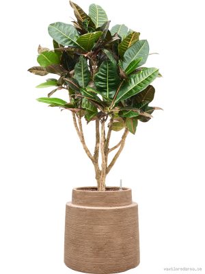 Croton (Codiaeum) variegatum 'Petra' in Colorado - Vaxtinredarna.se