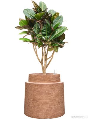 Croton (Codiaeum) variegatum 'Petra' in Colorado - Vaxtinredarna.se