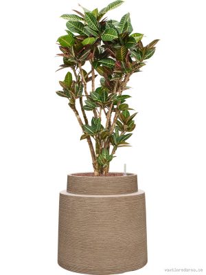 Croton (Codiaeum) variegatum 'Petra' in Colorado - Vaxtinredarna.se