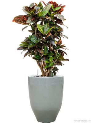 Croton (Codiaeum) variegatum 'Petra' in One and Only - Vaxtinredarna.se