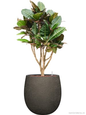 Croton (Codiaeum) variegatum 'Petra' in Terreno
