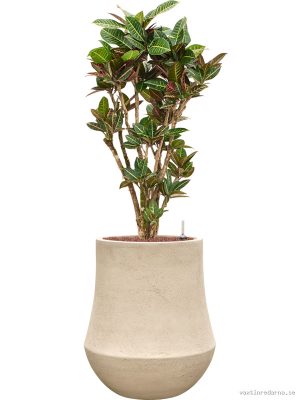 Croton variegatum 'Petra' in Baq Polystone Coated Plain