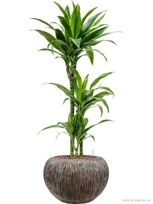 Dracaena fragrans 'Arturo' in Baq Luxe Lite Universe Waterfa - Vaxtinredarna.se