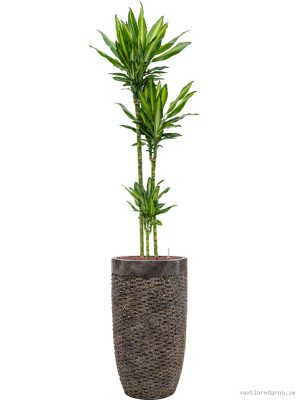 Dracaena fragrans 'Cintho' in Baq Luxe Lite Universe Layer - Vaxtinredarna.se