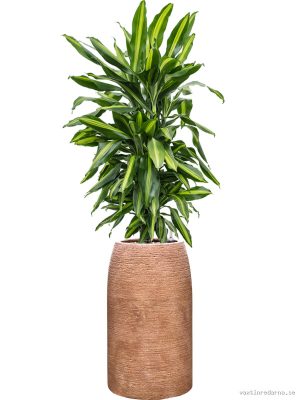 Dracaena fragrans 'Cintho' in Colorado