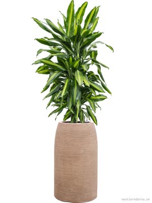 Dracaena fragrans 'Cintho' in Colorado