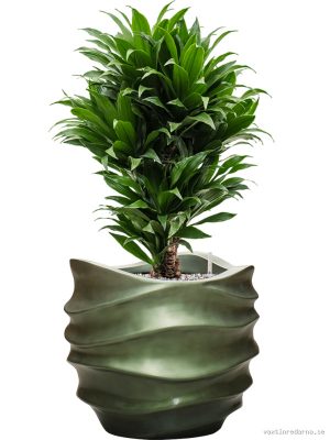 Dracaena fragrans 'Compacta' in Baq Gradient Lee - Vaxtinredarna.se