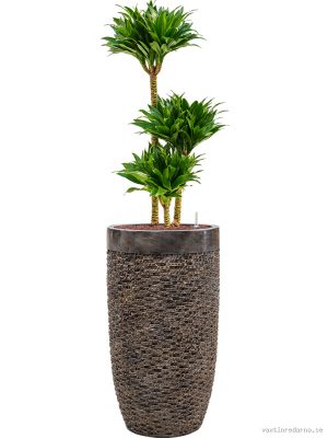 Dracaena fragrans 'Compacta' in Baq Luxe Lite Universe Layer - Vaxtinredarna.se