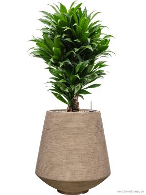 Dracaena fragrans 'Compacta' in Colorado