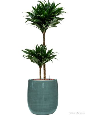 Dracaena fragrans 'Compacta' in Plain Striped