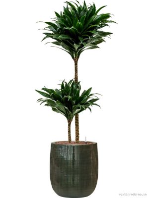 Dracaena fragrans 'Compacta' in Plain Striped