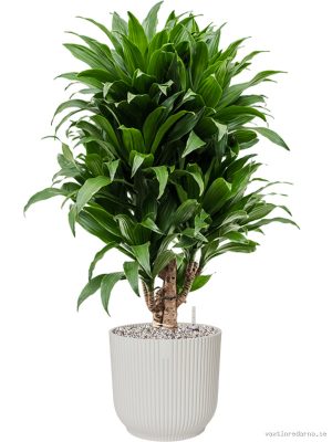 Dracaena fragrans 'Compacta' in Vibes Fold - Vaxtinredarna.se