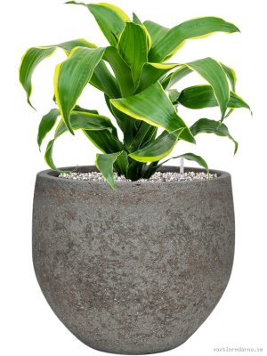 Dracaena fragrans 'Dorado' in Cement & Stone - Vaxtinredarna.se