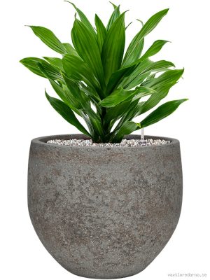Dracaena fragrans 'Green Jewel' in Cement & Stone - Vaxtinredarna.se