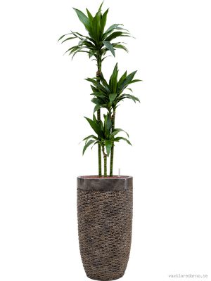 Dracaena fragrans 'Janet Craig' in Baq Luxe Lite Universe - Vaxtinredarna.se