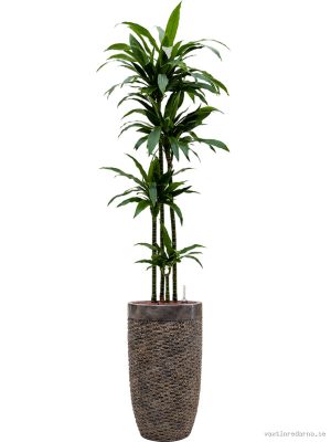 Dracaena fragrans 'Janet Craig' in Baq Luxe Lite Universe - Vaxtinredarna.se