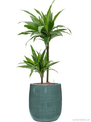 Dracaena fragrans 'Janet Craig' in Plain Striped