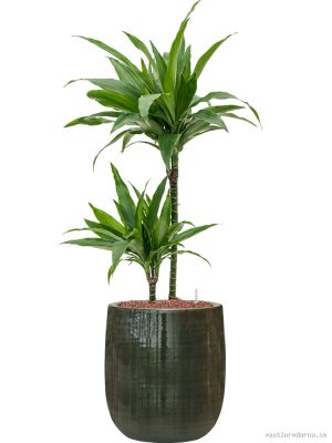 Dracaena fragrans 'Janet Craig' in Plain Striped