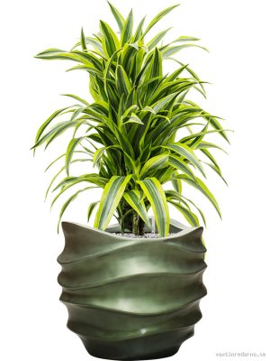 Dracaena fragrans 'Lemon Lime' in Baq Gradient Lee - Vaxtinredarna.se