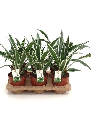 Dracaena fragransc White Stripe