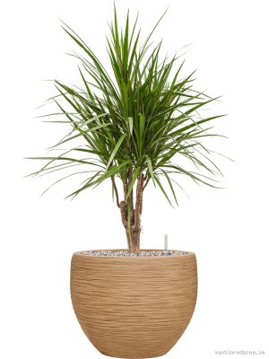 Dracaena marginata in Baq Dune