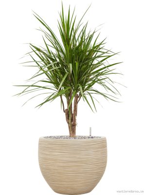 Dracaena marginata in Baq Dune