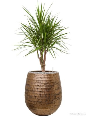 Dracaena marginata in Baq Opus Hammered - Vaxtinredarna.se