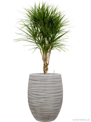 Dracaena marginata in Baq Tornado - Vaxtinredarna.se