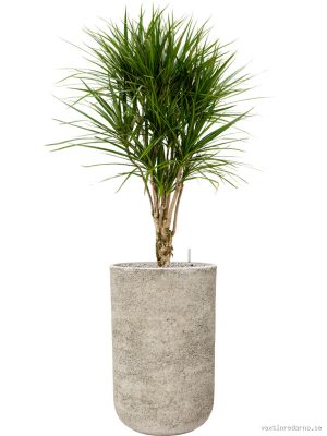 Dracaena marginata in Mont Blanc - Vaxtinredarna.se