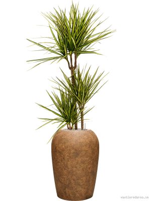 Dracaena marginata 'Sunray' in Mineral - Vaxtinredarna.se