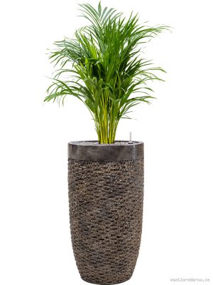 Dypsis (Areca) lutescens in Baq Luxe Lite Universe Layer - Vaxtinredarna.se