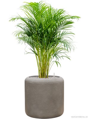 Dypsis (Areca) lutescens in Baq Nucast
