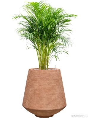 Dypsis (Areca) lutescens in Colorado - Vaxtinredarna.se