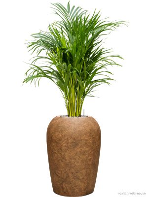 Dypsis (Areca) lutescens in Mineral - Vaxtinredarna.se