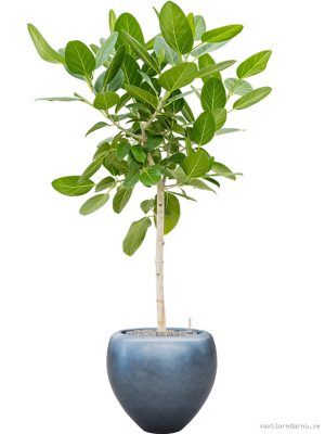 Ficus benghalensis 'Audrey' in Baq Metallic Silver leaf - Vaxtinredarna.se
