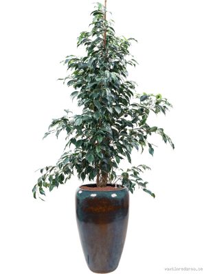 Ficus benjamina 'Danielle' in Mystic - Vaxtinredarna.se