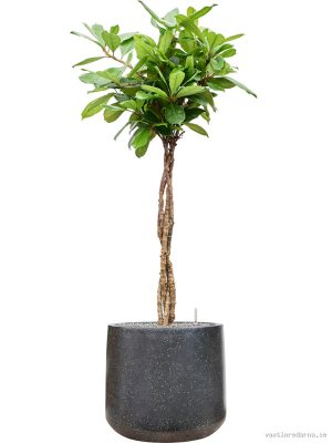 Ficus cyathistipula in Baq Terrazzo - Vaxtinredarna.se