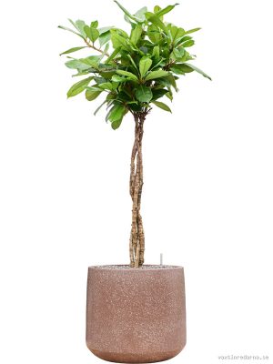 Ficus cyathistipula in Baq Terrazzo