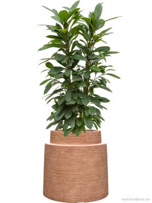 Ficus cyathistipula in Colorado - Vaxtinredarna.se