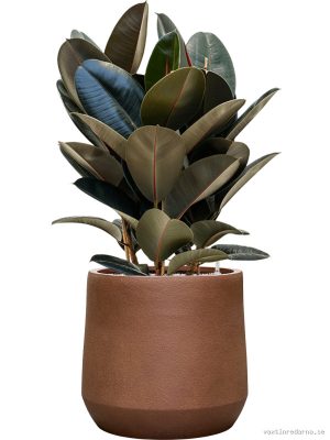 Ficus elastica 'Abidjan' in Antwerp - Vaxtinredarna.se
