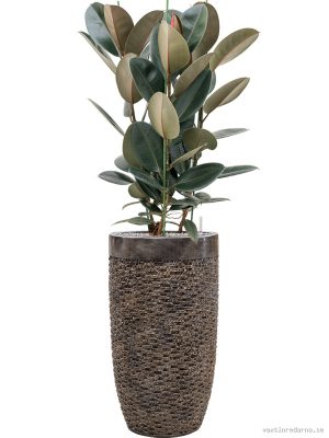 Ficus elastica 'Abidjan' in Baq Luxe Lite Universe Layer - Vaxtinredarna.se