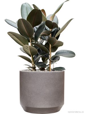 Ficus elastica 'Abidjan' in Rotunda Urban - Vaxtinredarna.se