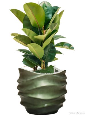 Ficus elastica 'Robusta' in Baq Gradient Lee - Vaxtinredarna.se