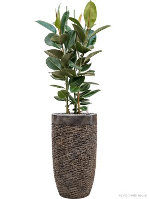 Ficus elastica 'Robusta' in Baq Luxe Lite Universe Layer - Vaxtinredarna.se