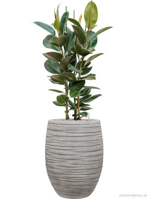 Ficus elastica 'Robusta' in Baq Tornado - Vaxtinredarna.se