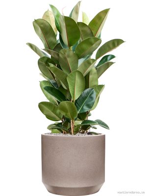 Ficus elastica 'Robusta' in Rotunda Urban - Vaxtinredarna.se