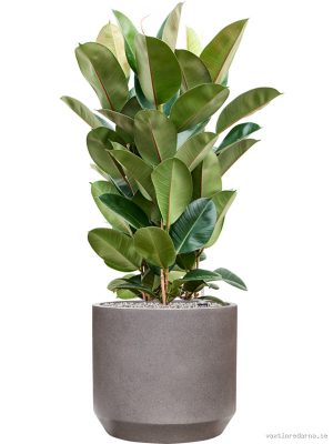 Ficus elastica 'Robusta' in Rotunda Urban - Vaxtinredarna.se