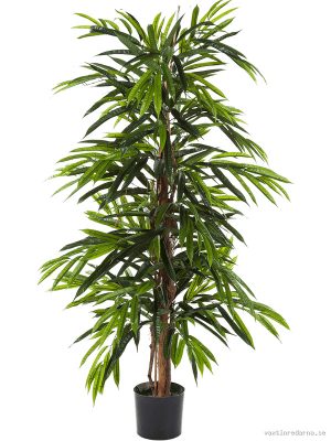 Ficus Longifolia - Vaxtinredarna.se