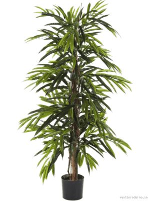 Ficus Longifolia - Vaxtinredarna.se